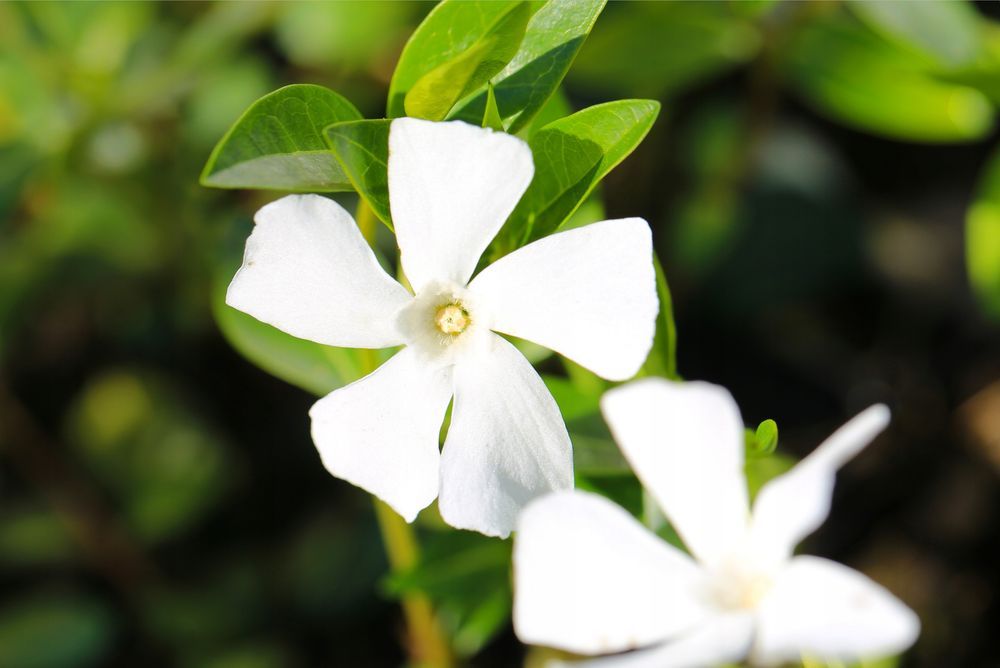 Barwinek pospolity 'Elisa' Miniaturowy Okrywowy (Vinca minor) 0.5L