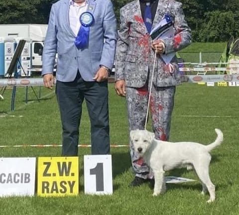 Parson Russell Terrier FCI piękny piesek