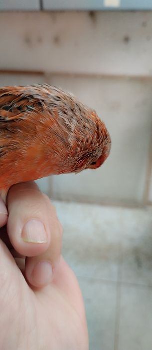 Canários Ágatas vermelhos e vermelhos.