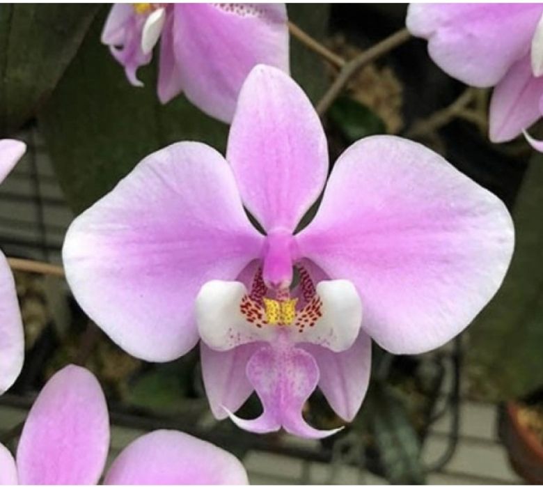 Орхідея 2,5 Шиллеріана Schilleriana