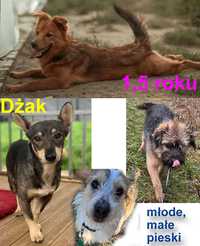 Psy do adopcji - młode, szczeniaczki, inteligentne
