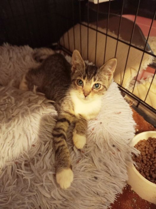 2 miesięczna kotka szuka domu niewychodzącego