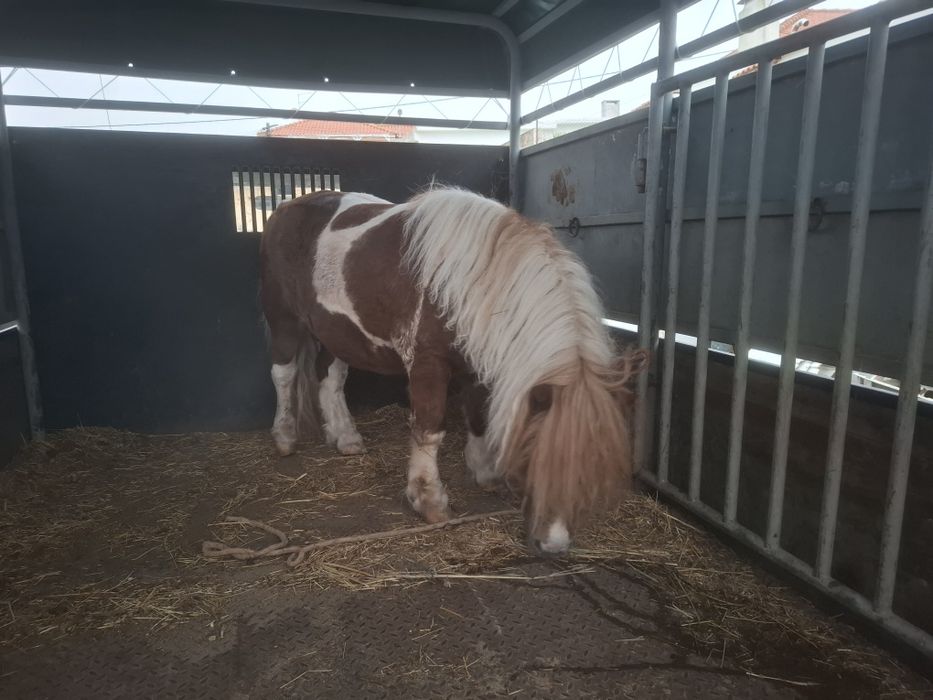 Lindo pónei shetland