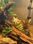 Escalar Albino 4/5cm