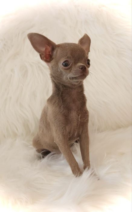***Mini dziewczynka** Chihuahua **xxxxs***
