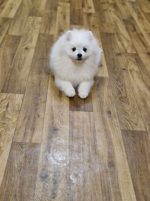 Померанский шпиц мальчик