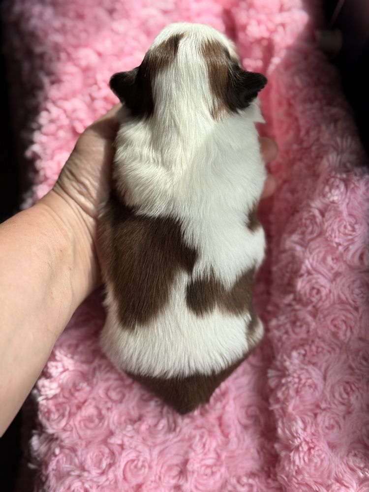 Shih tzu śliczny  chłopiec już do odbioru