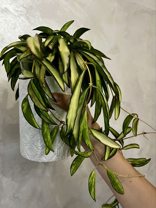 Хойя kentiana variegata