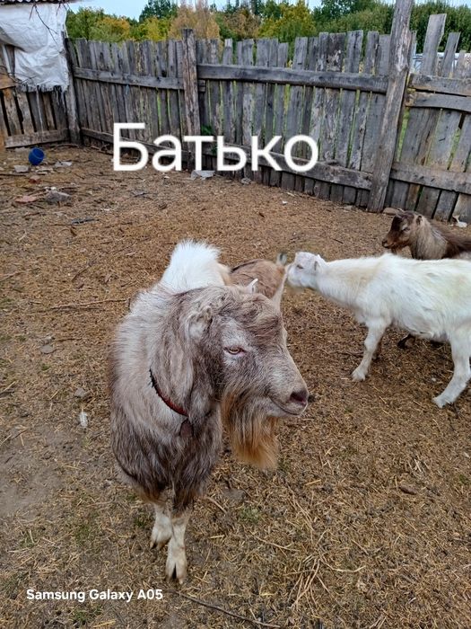 Продам Козлика  Ламанча