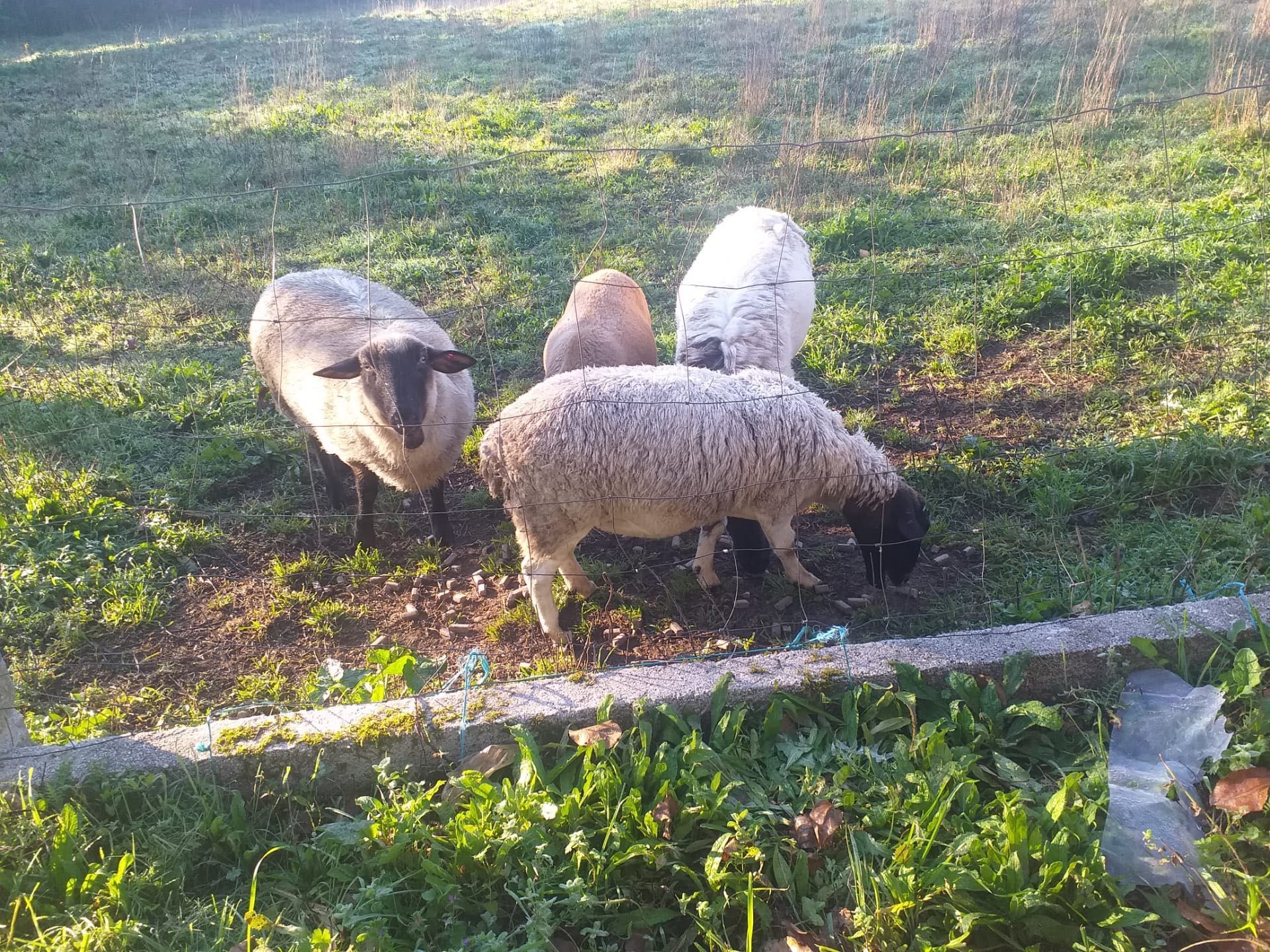 Animais de quinta