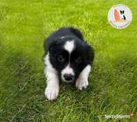 Suczka Border Collie czarno-biała z Rodowodem + bogata wyprawka