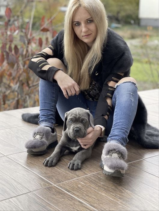 Щеночки офіційного питомника-Cane corso Italiano