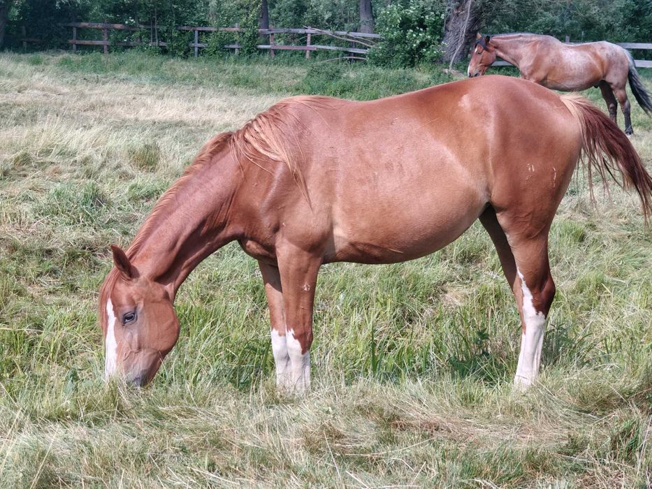 Klacz malowana dwa lata