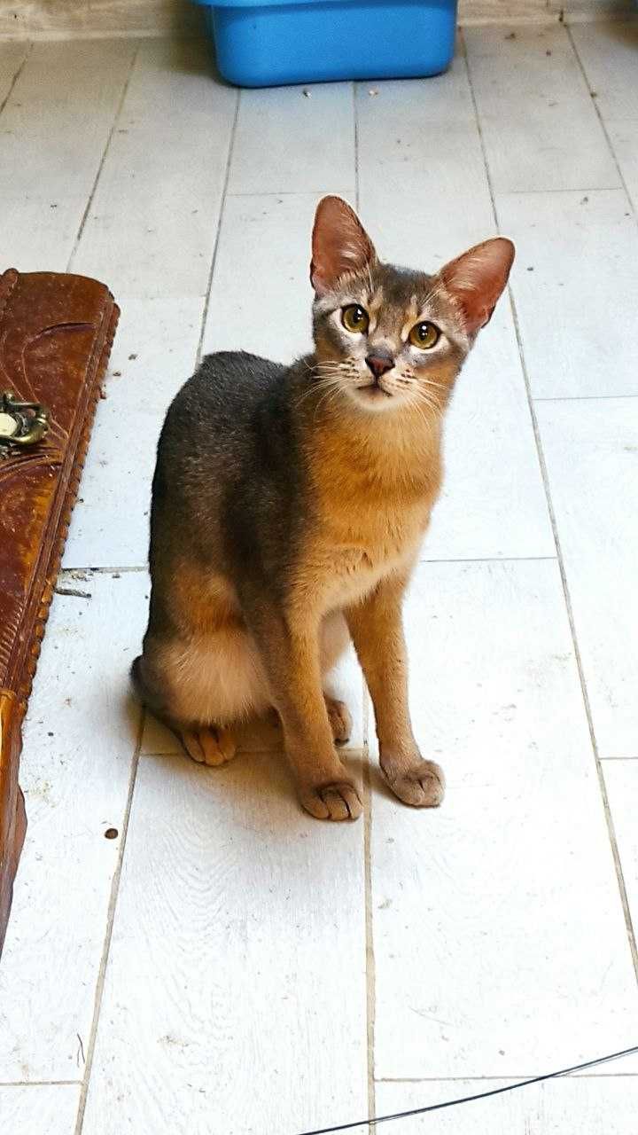 Чистокровная кошка Чаузи! Подросток болотная рысь+домашний кот