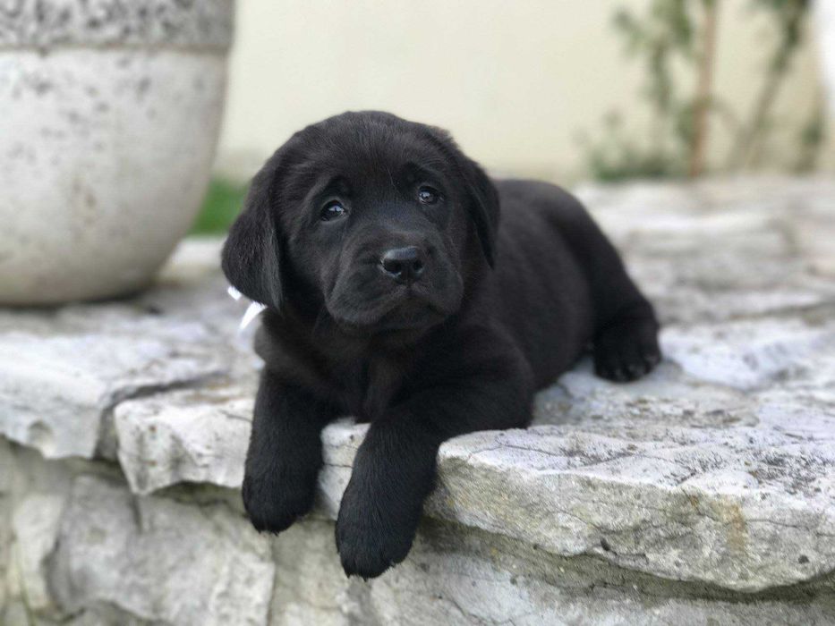 Labrador Szczeniak Rodowód Cert. Badań Genetycznych