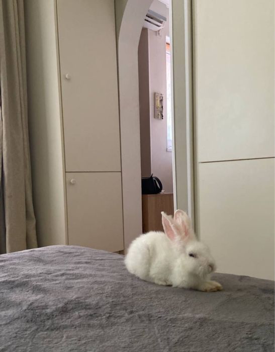 Отдам, декаротивного кролика бесплатно!