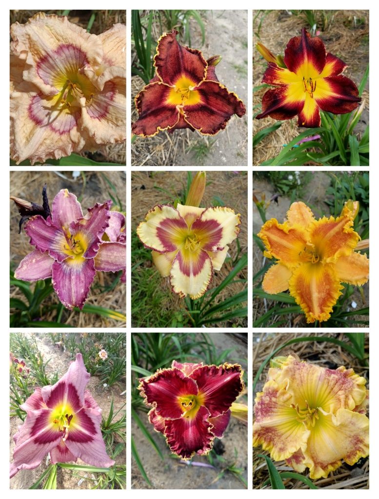 Liliowiec, liliowce