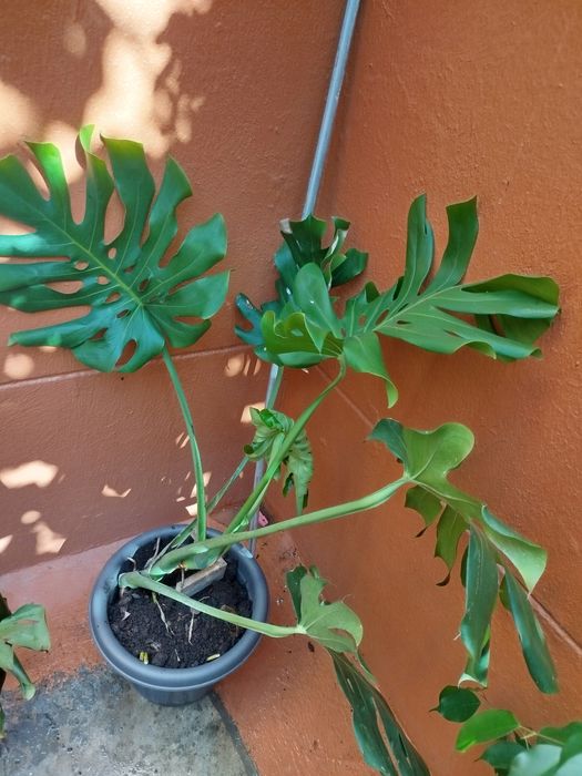 Planta natural grande, monstera deliciosa costela de Adão