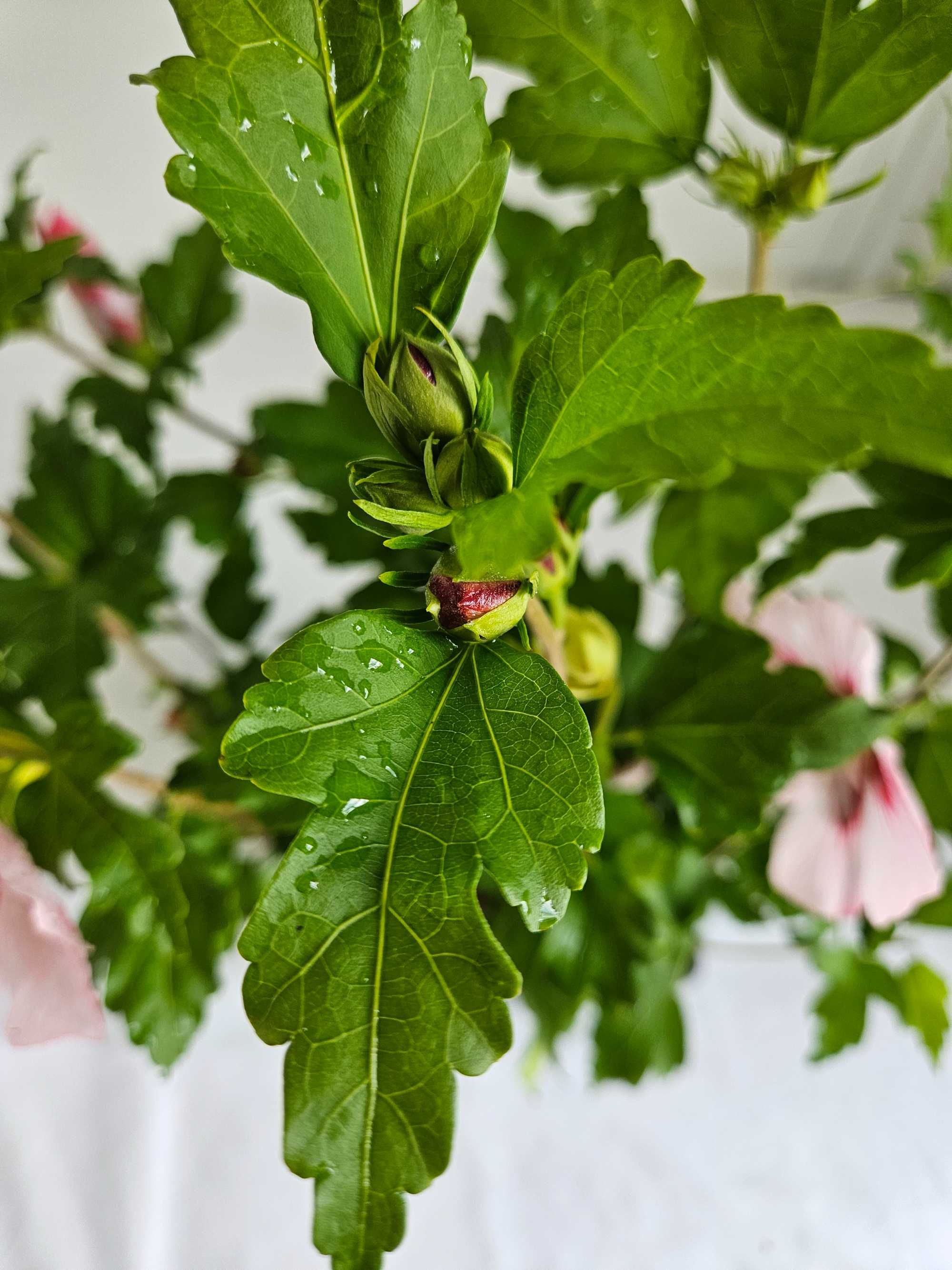 Hibiskus Hamabo 50–80cm – ozdobny krzew do ogrodu i pojemników C3