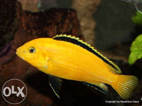 Labidochromis yellow Лабидохромис Малавийские Цихлиды