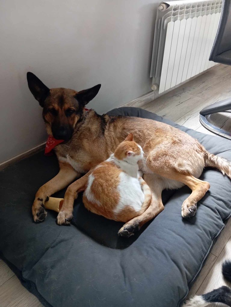 3-letnie psy w typie owczarka szukają wspólnego domu