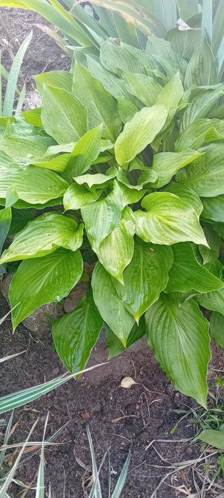 Funkia Hosta zielona