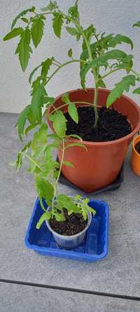 Pomidor malinowy sadzonka