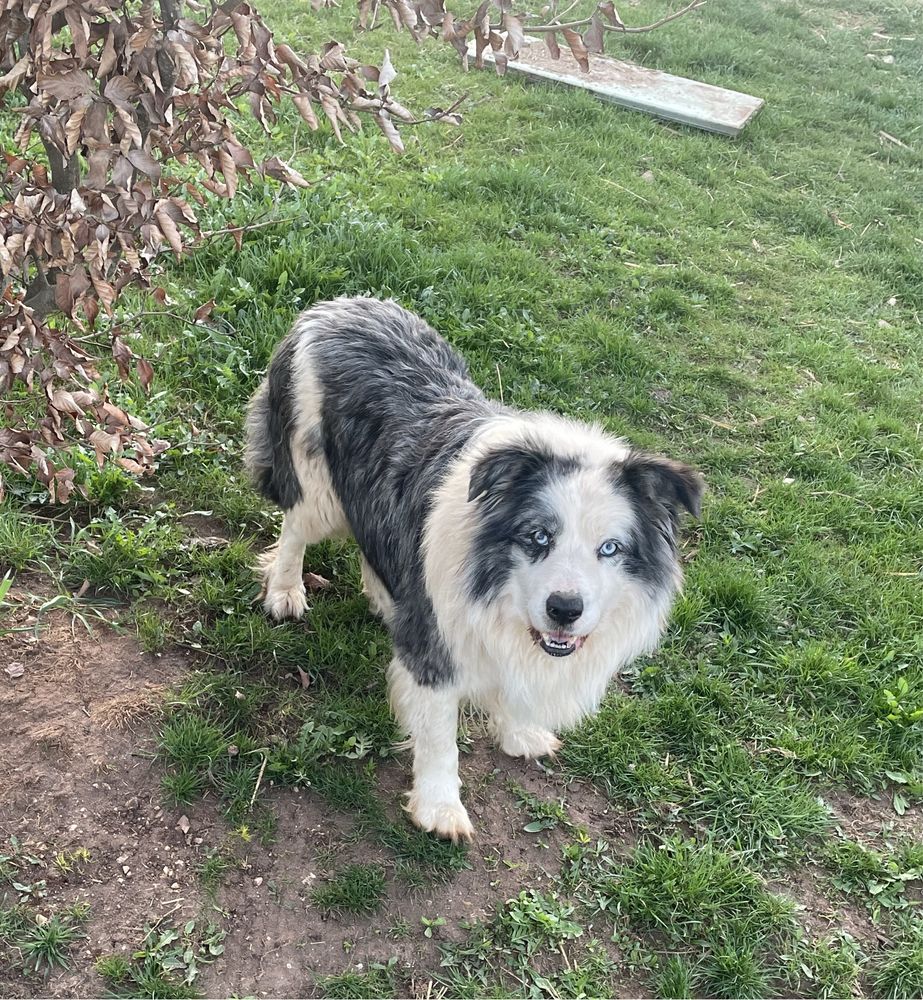 Reproduktor border collie (blue merle) -z badaniami genetycznymi