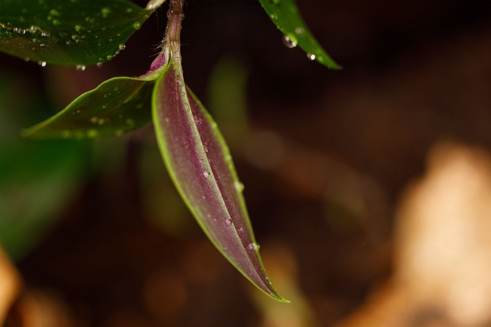 Terrarium gekon tropikalne 40x40x60