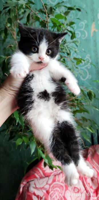 Віддам_ кішки_ кошеня_ шаміль