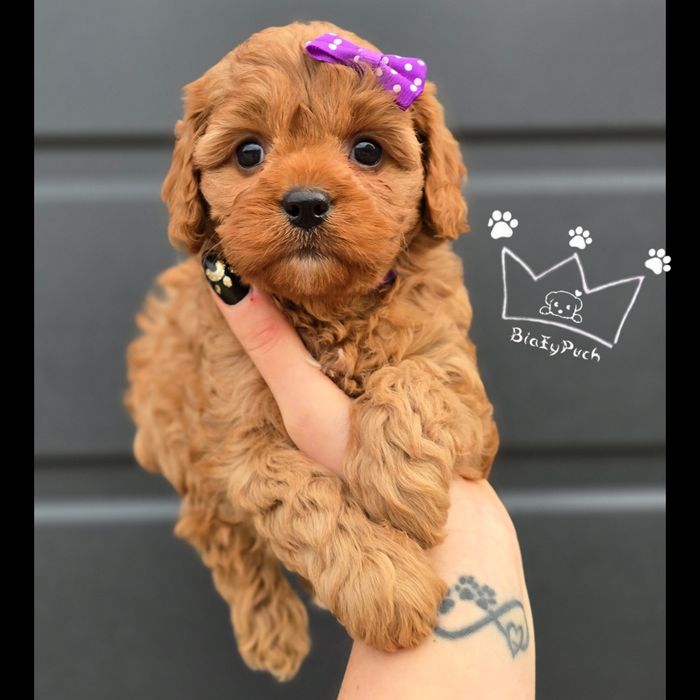 Cavapoo OSTATNIA sunia cavadoodle  pudel toy  red badania paszp