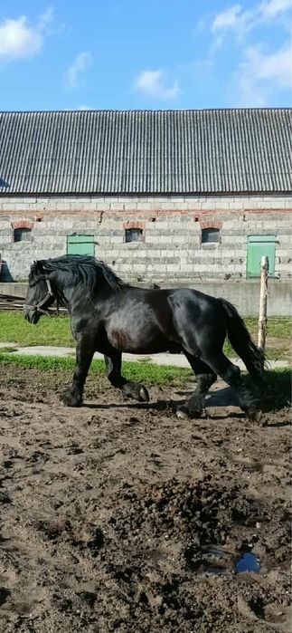 Sprzedam ogiera Rodrigo
