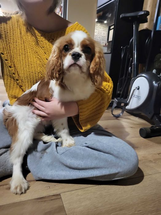 Cavalier King Charles Spaniel