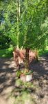 Wierzba pleciona Salix