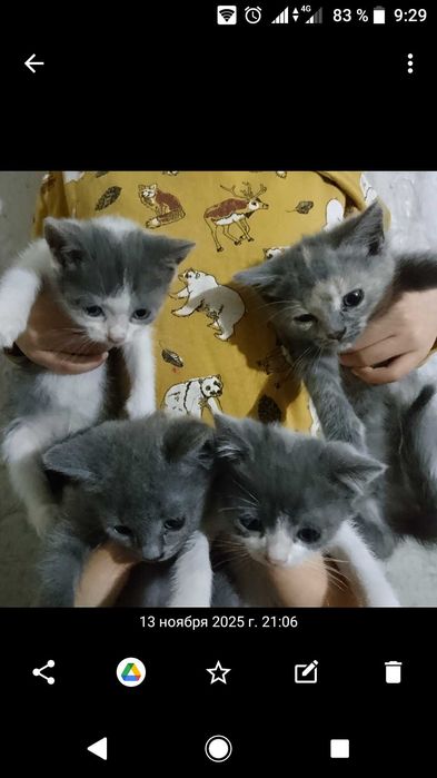 Віддам кошенят безкоштовно