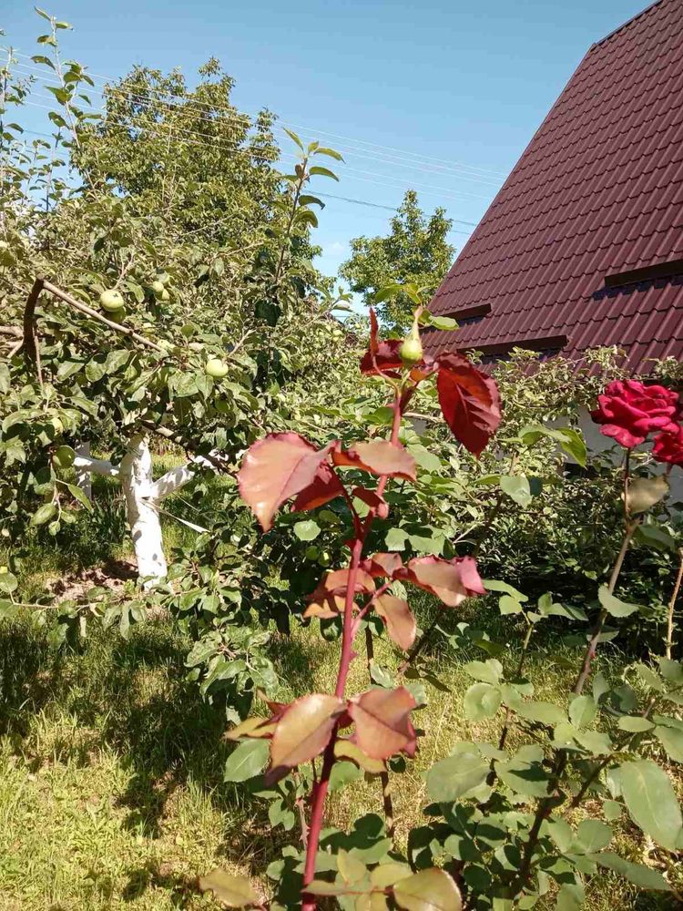 Продам будинок дачний ліс с. Кощіївка, Фастівський рай., Київська обл.