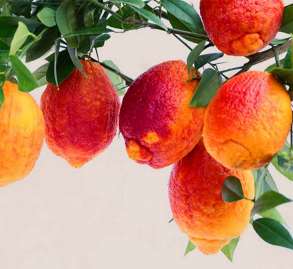 Limoeiro vermelho raro de coleção - Rico em antioxidantes