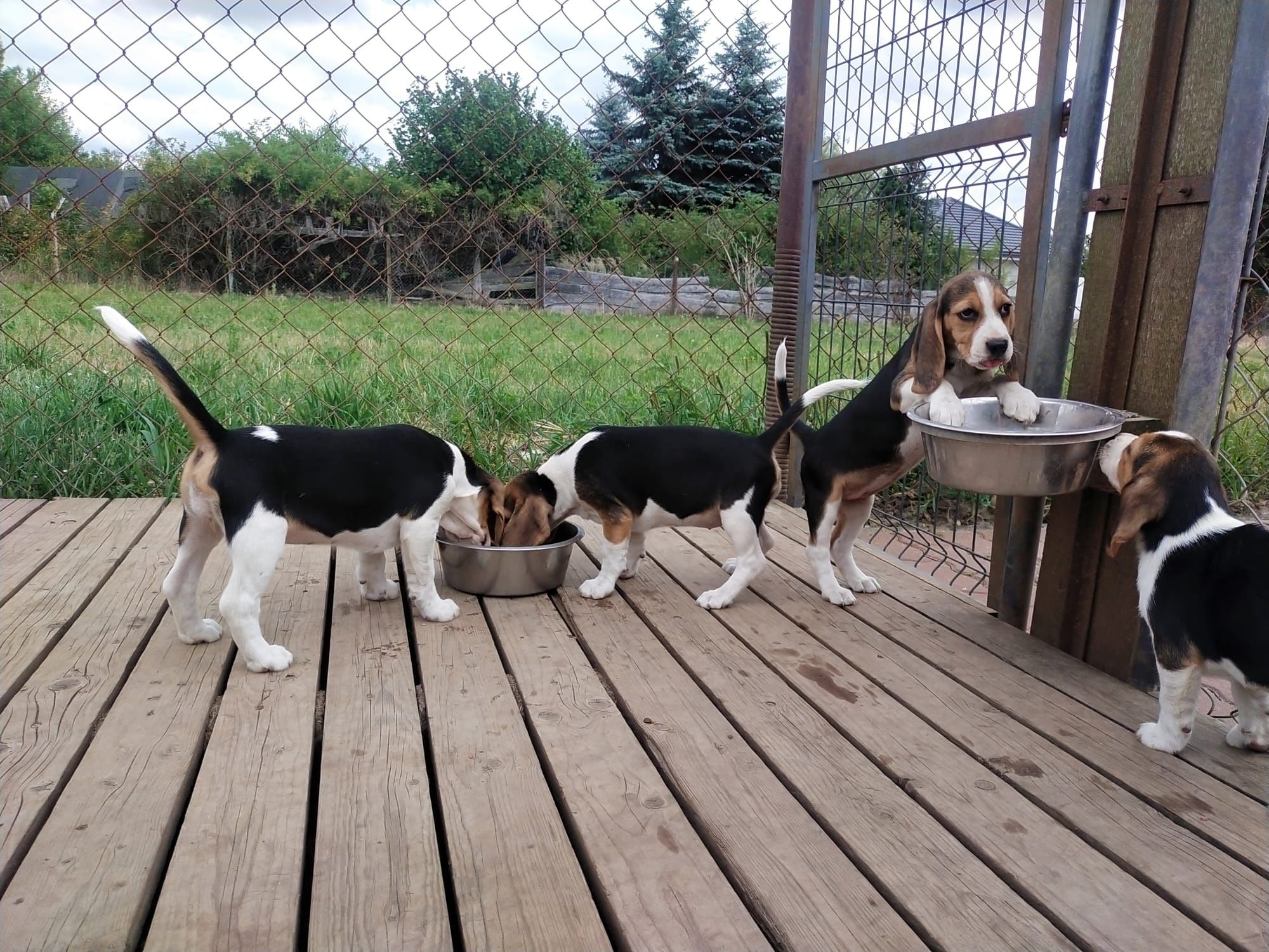 Szczeniaka Beagle
