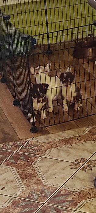 Piesek chihuahua biały ze znaczeniami merle