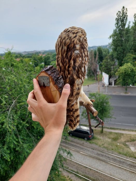 Чучело совы редкое