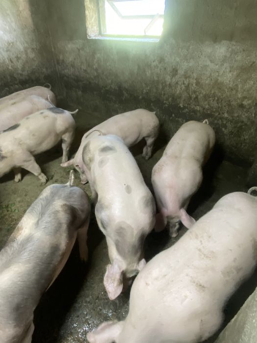 Продам мясні свині