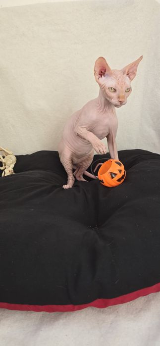 Gatinho Sphynx Macho