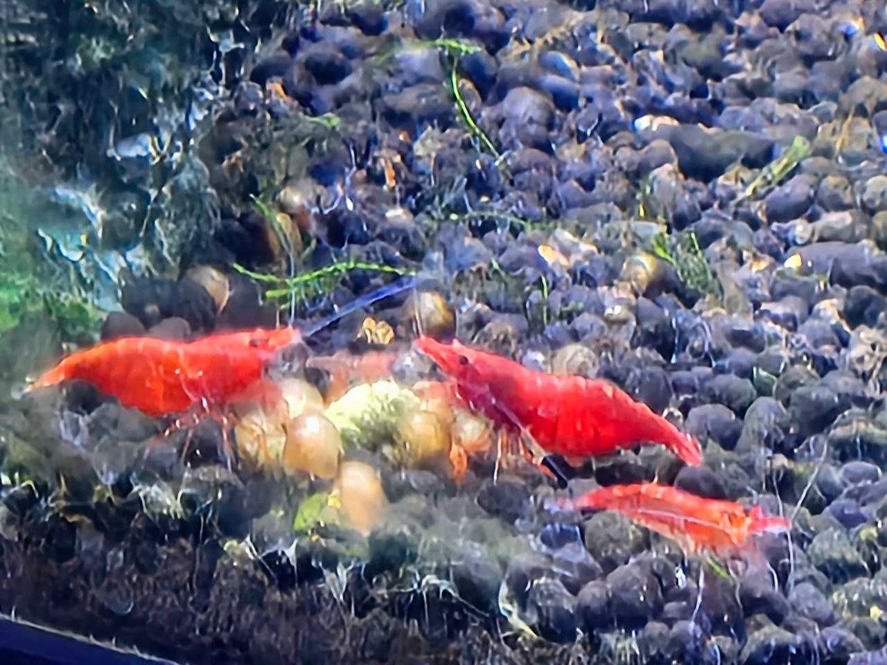 Camarão Neocaridina Red Cherry
