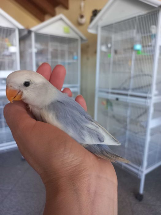 Agarponis domesticados 2025