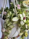 Hoya grey ghost walliniana heuschkeliana variegata nicholsoniae