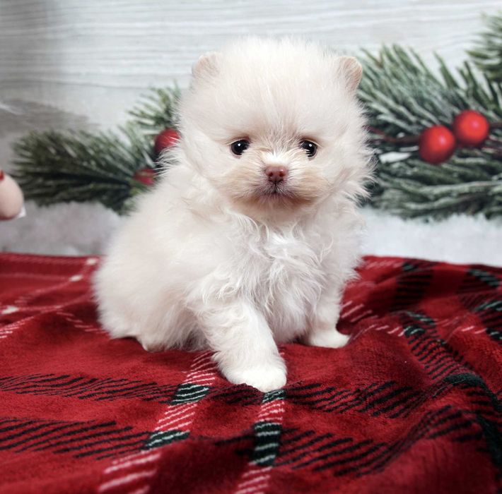 Szpic miniaturowy pomeranian maleńka beżowa sunia