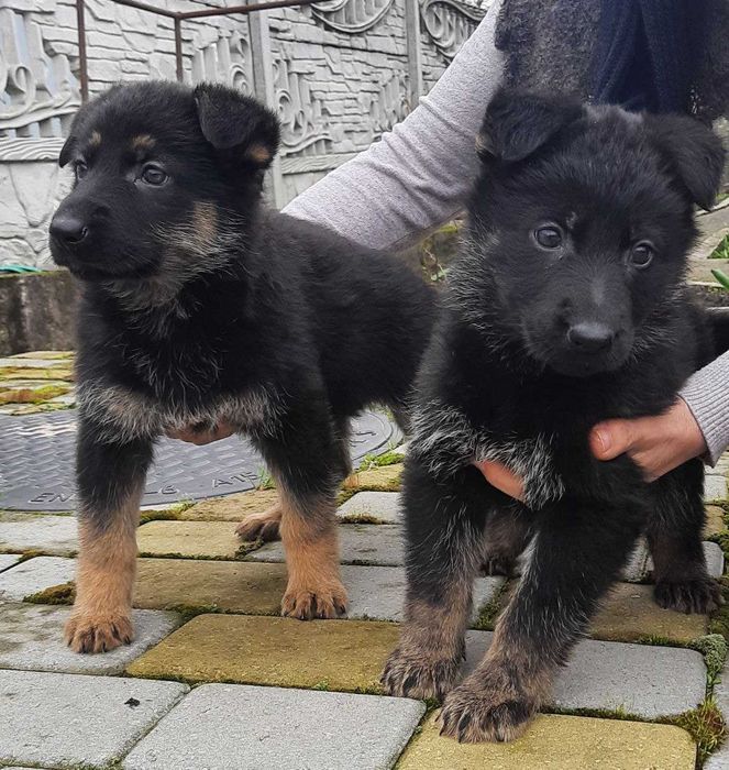 Цуценята німецької вівчарки