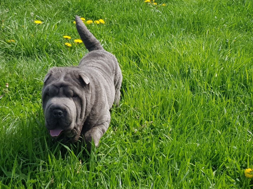 Shar pei piesek blue Derby