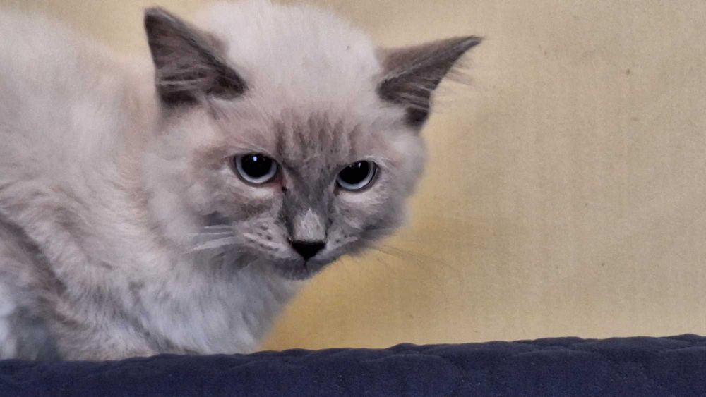 Kocurek Ragdoll Blue