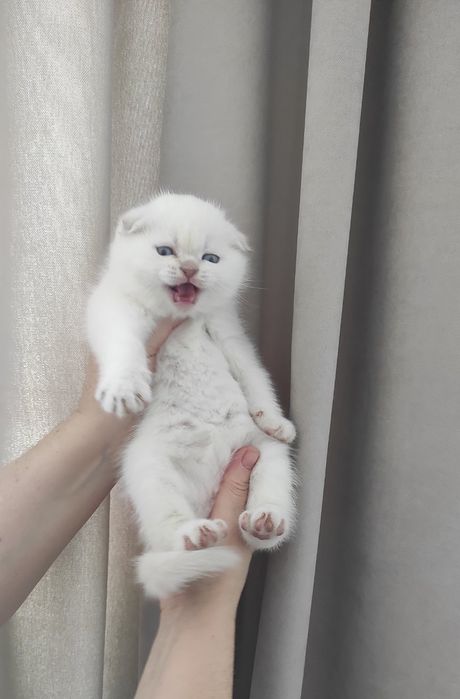 Кошенятка чекають на вас)